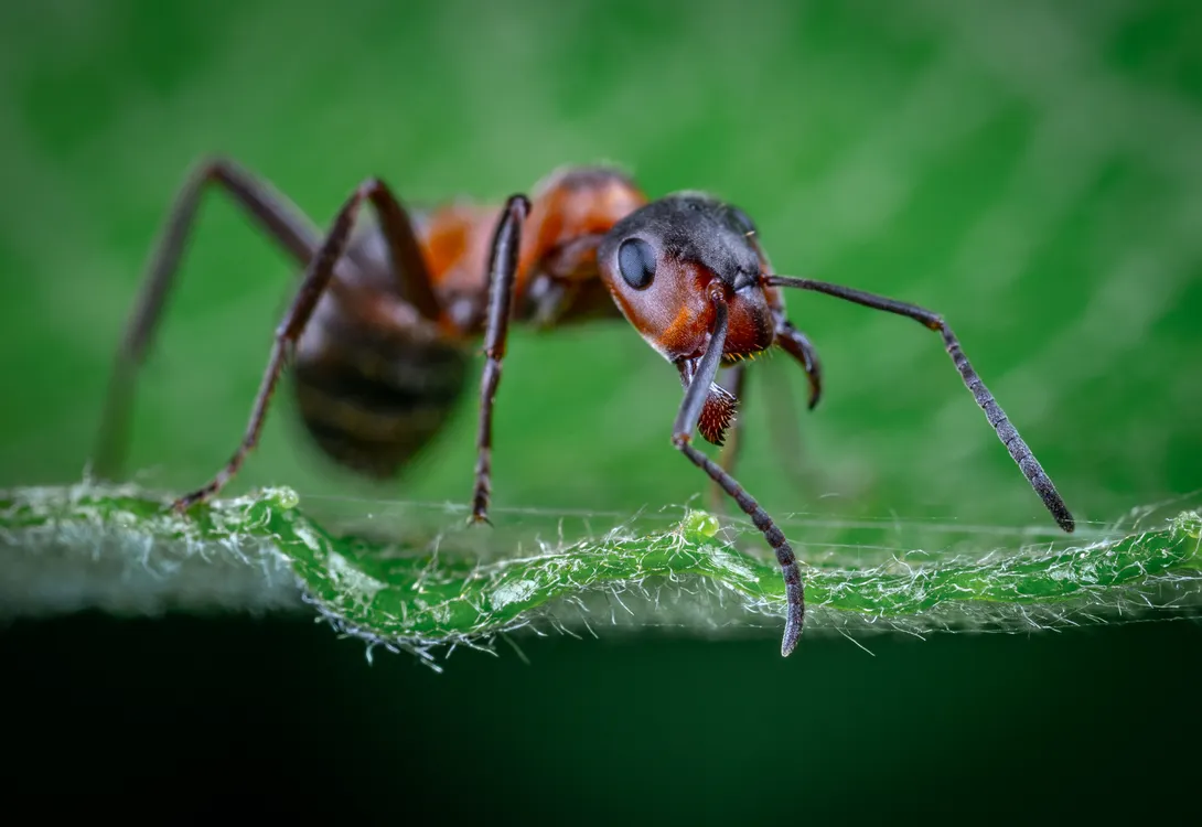 Ant close-up