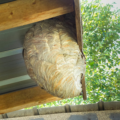 Wasp nest under an eave